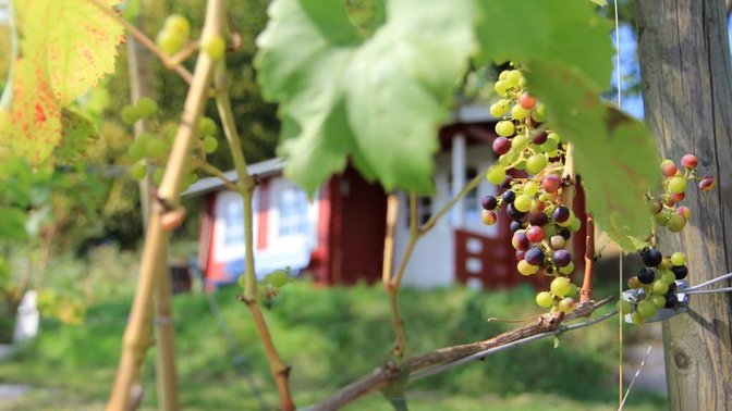 Weinberg in Neuenrade