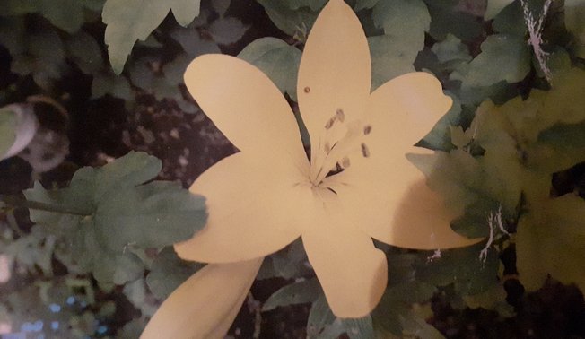 Kleingarten Berentrop © Kleingartenverein Berentrop