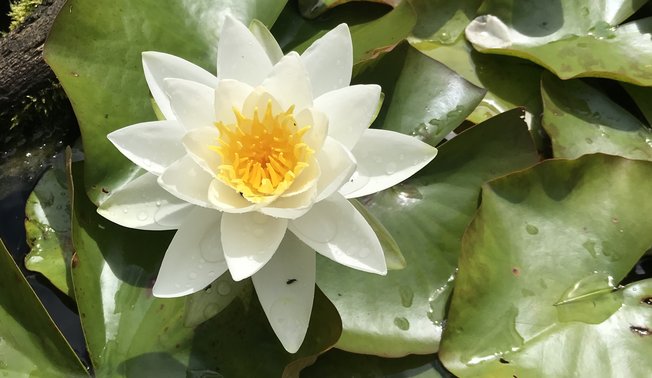 Garten der Biodiversität