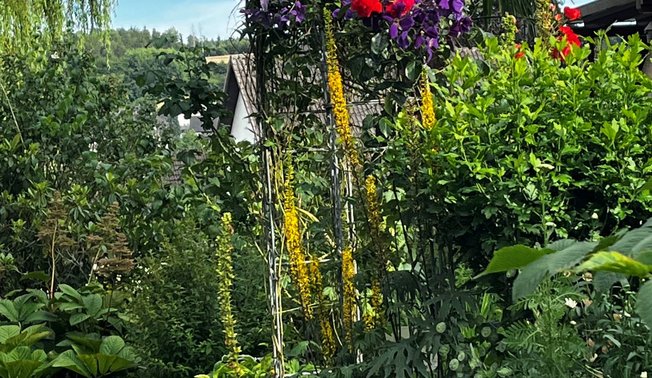 Wildgarten mit exotischen Pflanzen ©Roger Schriever Wildgarten mit exotischen Pflanzen ©Roger Schriever