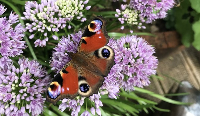 Garten der Biodiversität