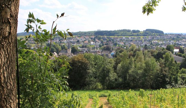 Weinberg in Neuenrade Weinberg in Neuenrade